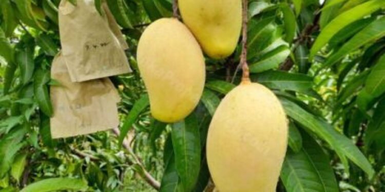 வடமத்திய மாகாணத்தில் TJC மாம்பழ வகையை ஏற்றுமதி சார்ந்த பயிராக மாற்ற திட்டம்