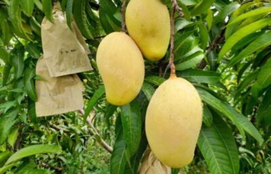 வடமத்திய மாகாணத்தில் TJC மாம்பழ வகையை ஏற்றுமதி சார்ந்த பயிராக மாற்ற திட்டம்